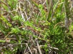 Brachyscome rigidula