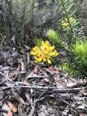 Phyllota grandiflora