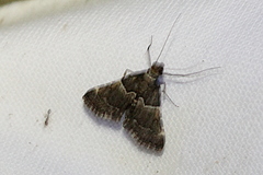 Persicoptera iochyta