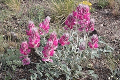 Hedysarum argyrophyllum