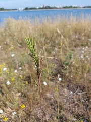 Erysimum virgatum