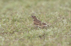 Calandrella dukhunensis
