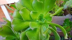 Aeonium urbicum