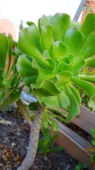 Aeonium urbicum
