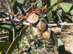 Eucalyptus diversifolia diversifolia
