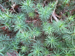 Dawsonia