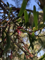 Amyema gaudichaudii