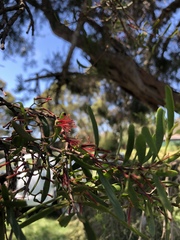 Amyema gaudichaudii