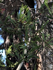 Amyema gaudichaudii