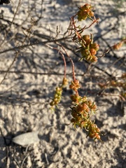 Gyrostemon australasicus