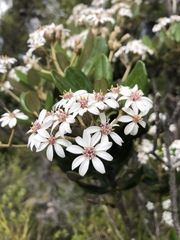 Olearia allomii
