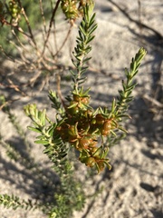 Gyrostemon australasicus