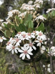Olearia allomii