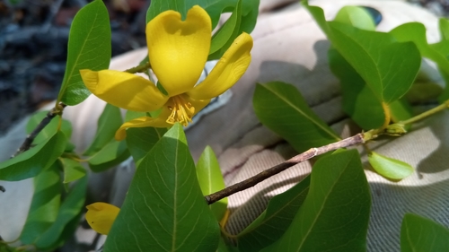 Hugonia longipes image