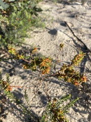 Gyrostemon australasicus