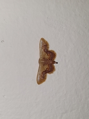 Idaea gemmaria