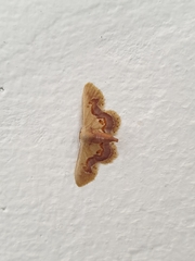 Idaea gemmaria