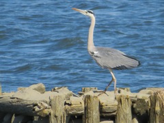 Ardea cinerea