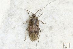 Miridae