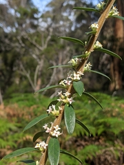Pimelea drupacea