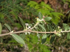 Pimelea drupacea