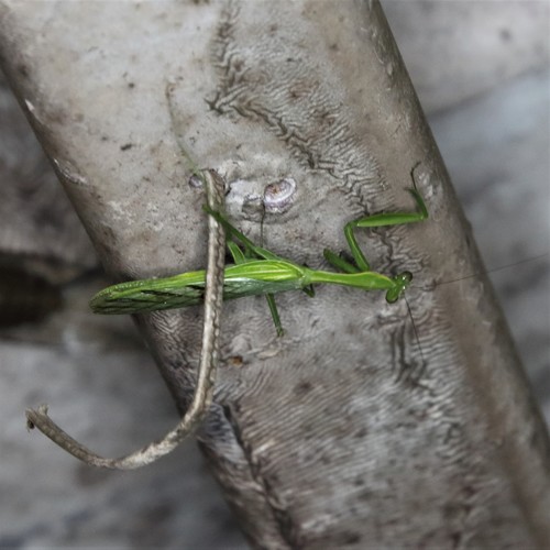 Chlorocalis maternaschulzei photographed in Laos