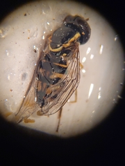 Toxomerus occidentalis