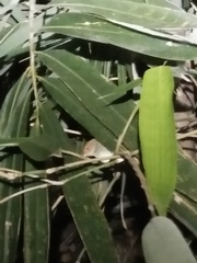 Orthotomus sepium