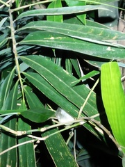 Orthotomus sepium