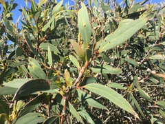 Eucalyptus diversifolia diversifolia