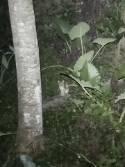 Prionailurus javanensis