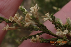 Amphithalea vlokii