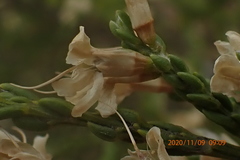 Amphithalea vlokii