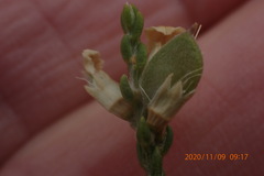 Amphithalea vlokii