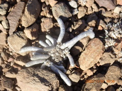 Anacampseros papyracea