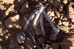 Anacampseros papyracea