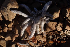 Anacampseros papyracea