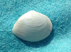 Cumingia californica