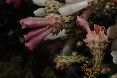 Erica pectinifolia