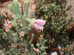 Erica pectinifolia