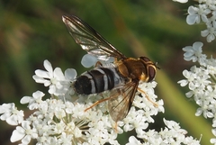 Leucozona glaucia