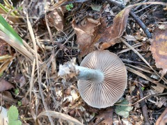 Stropharia