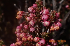 Erica umbelliflora