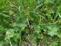 Alchemilla propinqua