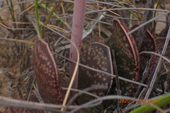 Gasteria brachyphylla
