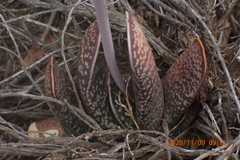 Gasteria brachyphylla