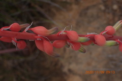 Gasteria brachyphylla