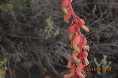 Gasteria brachyphylla
