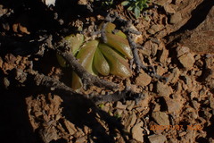 Glottiphyllum nelii