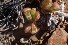 Glottiphyllum nelii